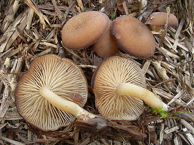Clitocybe puberula
